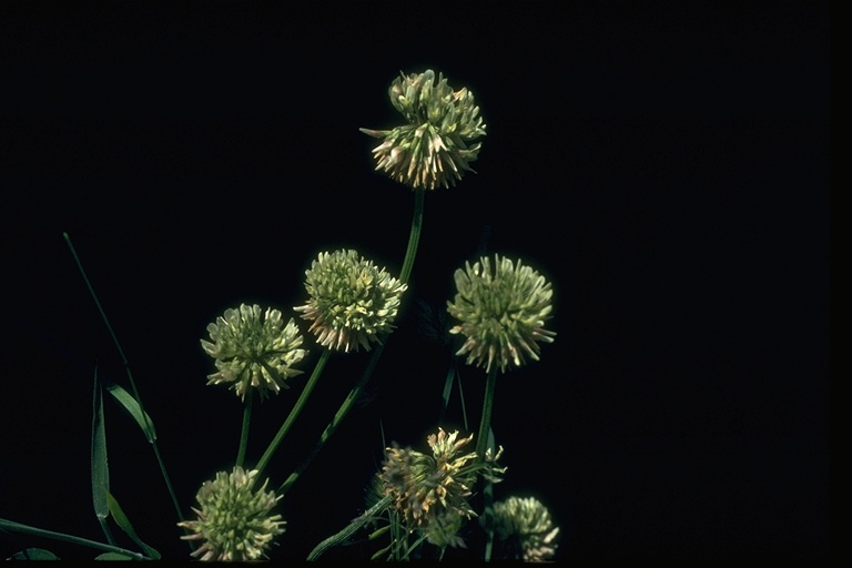 Trifolium repens