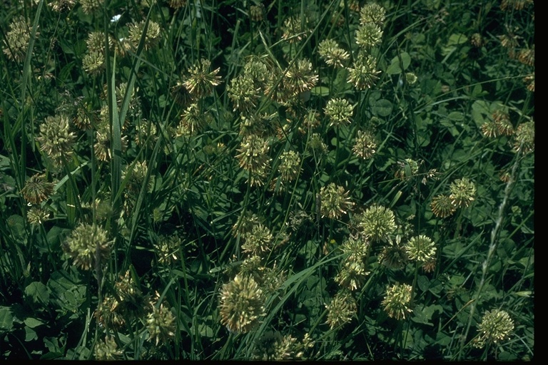 Trifolium repens