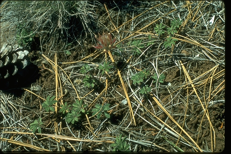 Trifolium macrocephalum