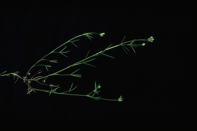Trifolium oliganthum