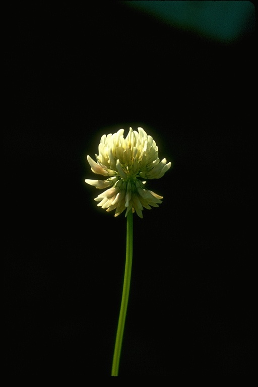 Trifolium repens Trifolium repens