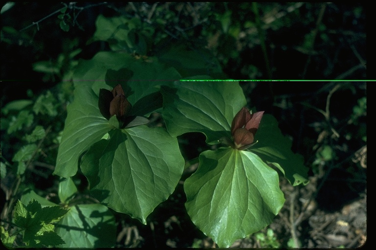 Trillium chloropetalum