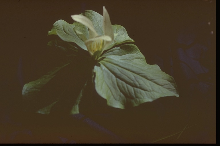 Trillium chloropetalum