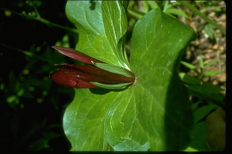 Trillium chloropetalum