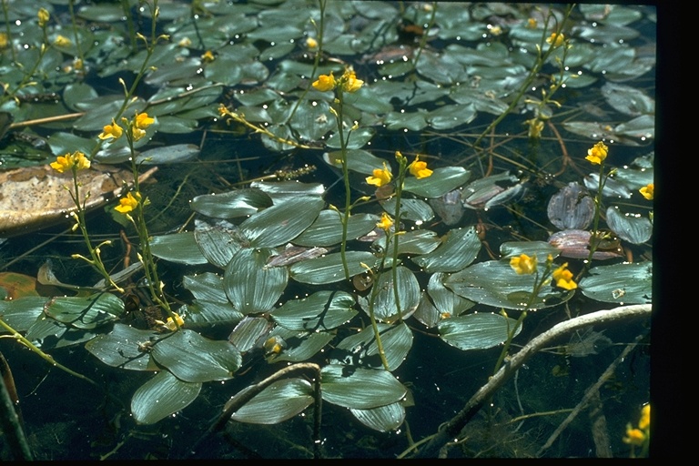 Utricularia macrorhiza Utricularia macrorhiza