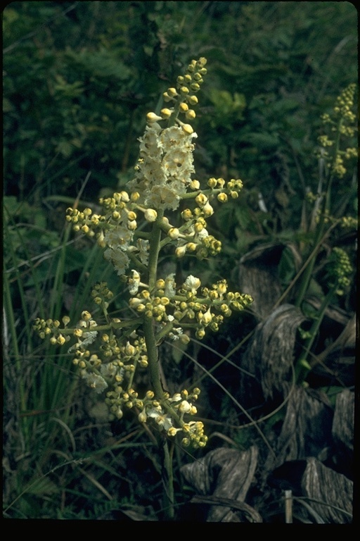 Veratrum fimbriatum Veratrum fimbriatum