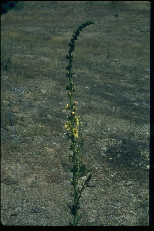 Verbascum virgatum Verbascum virgatum