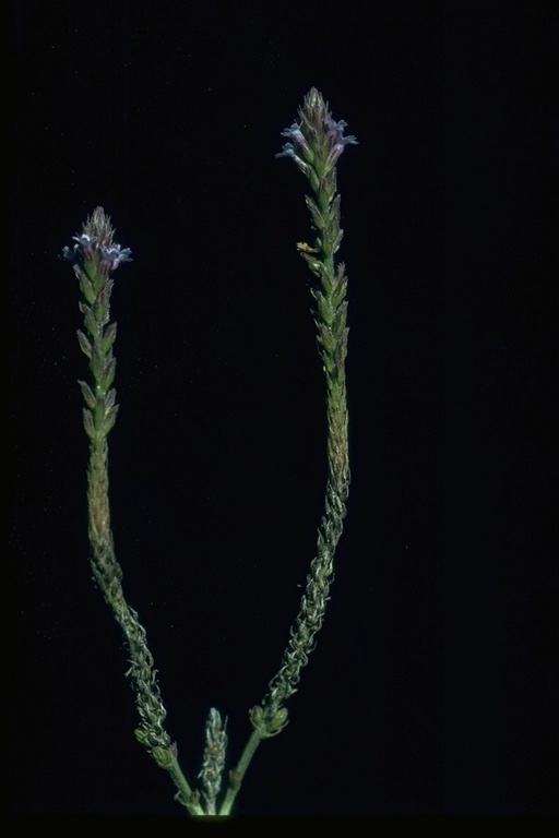 Verbena officinalis