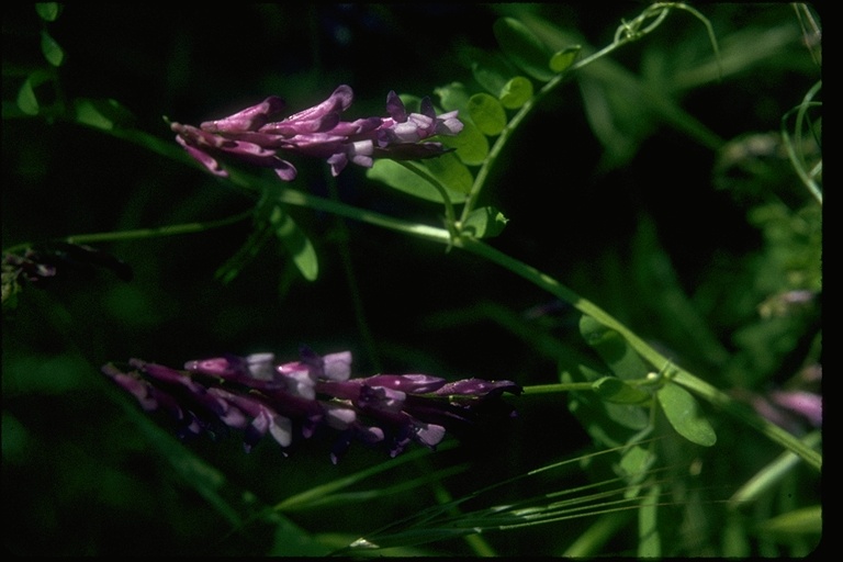 Vicia villosa