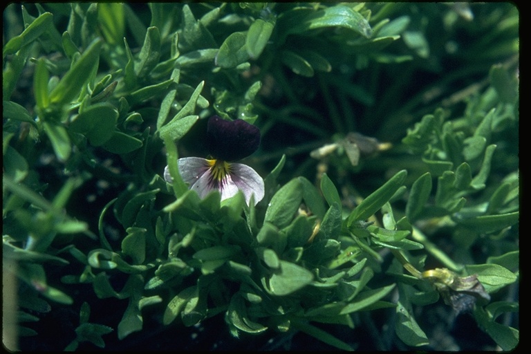 Viola beckwithii