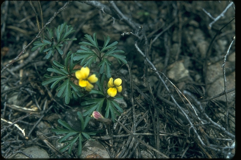 Viola sheltonii