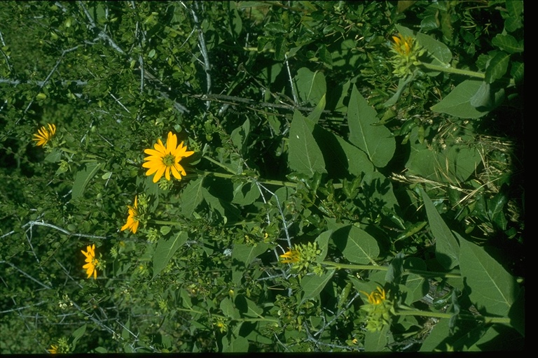 Wyethia elata Wyethia elata