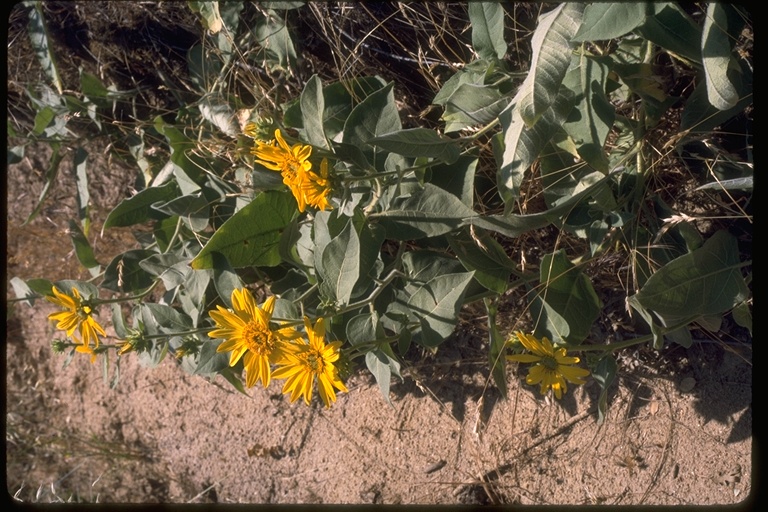 Wyethia elata Wyethia elata