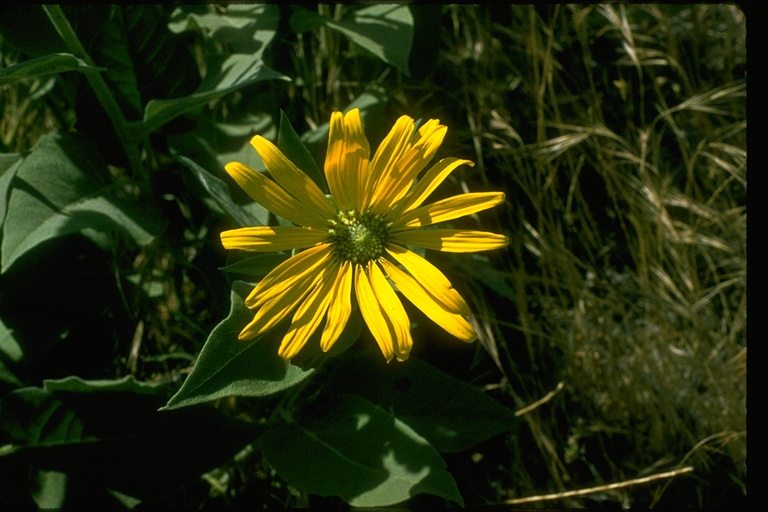Wyethia elata Wyethia elata