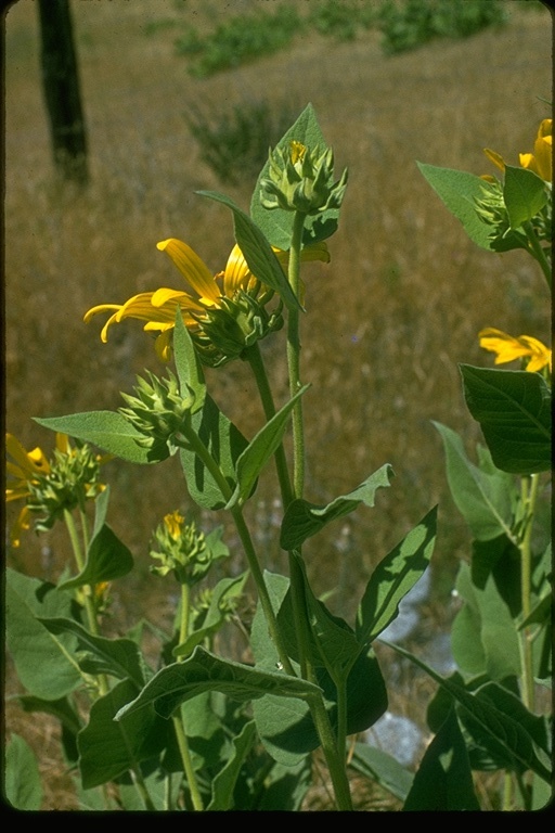 Wyethia elata Wyethia elata