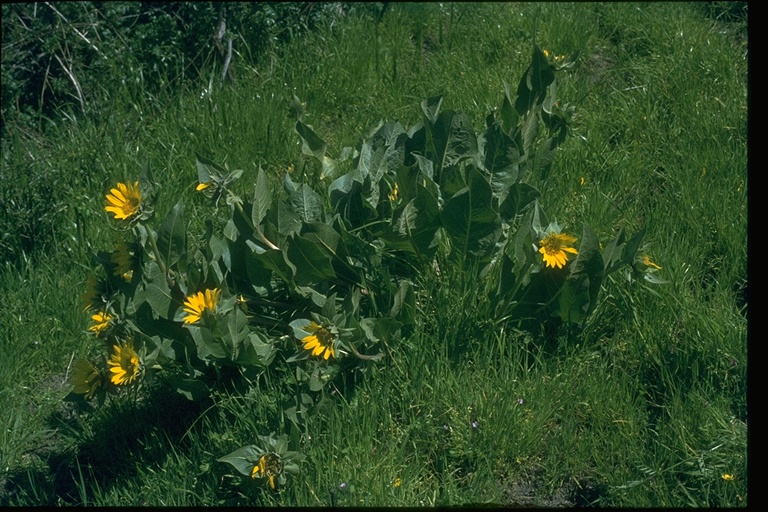 Wyethia helenioides Wyethia helenioides