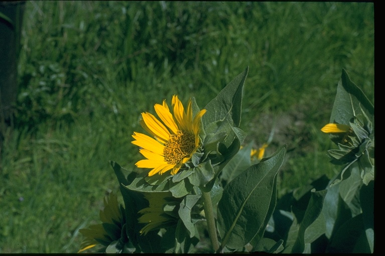 Wyethia helenioides