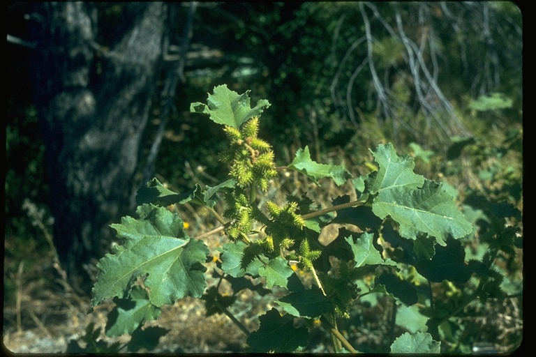 Xanthium strumarium