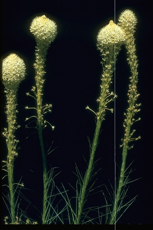Xerophyllum tenax Xerophyllum tenax