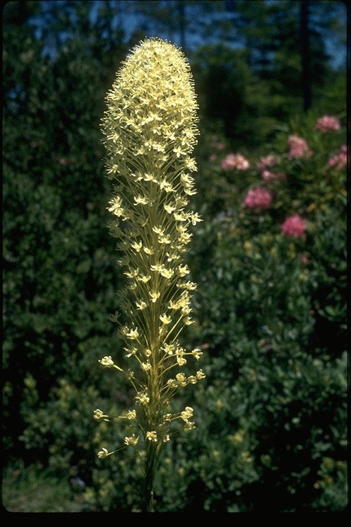 Xerophyllum tenax