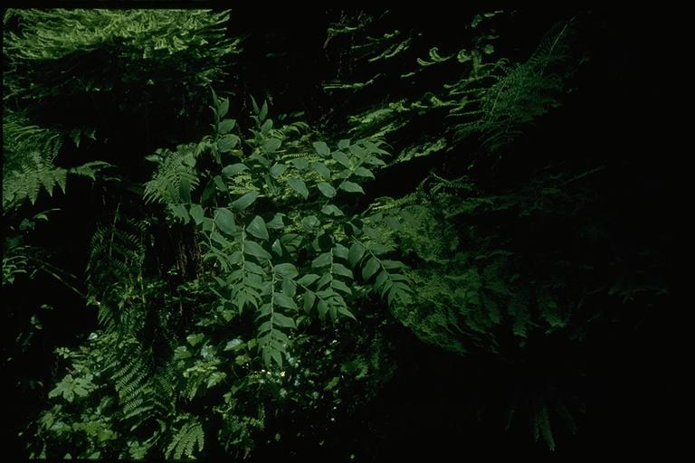 Streptopus amplexifolius Streptopus amplexifolius