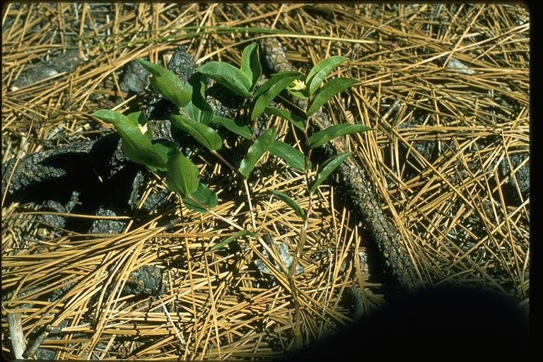 Streptopus amplexifolius Streptopus amplexifolius