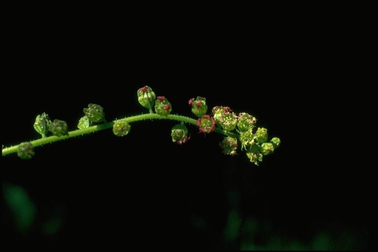 Tellima grandiflora Tellima grandiflora