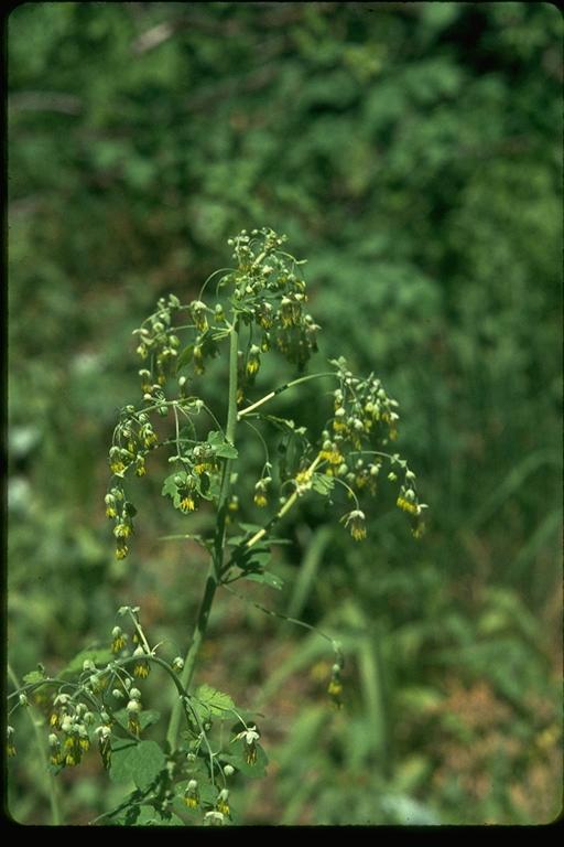 Thalictrum fendleri Thalictrum fendleri
