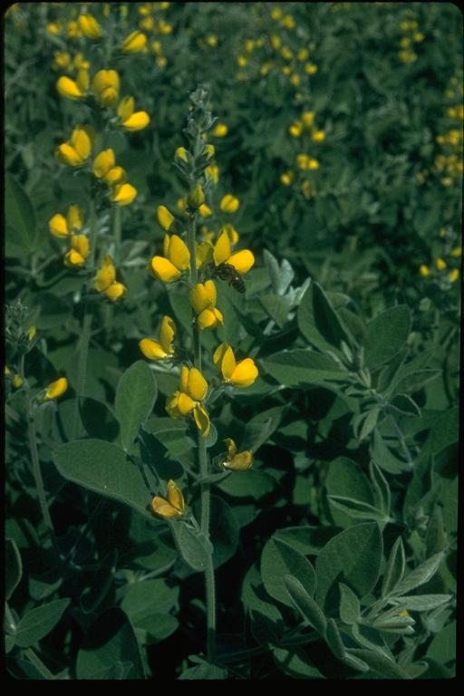 Thermopsis macrophylla