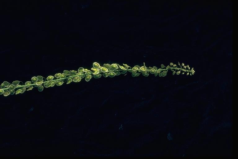 Thysanocarpus curvipes Thysanocarpus curvipes