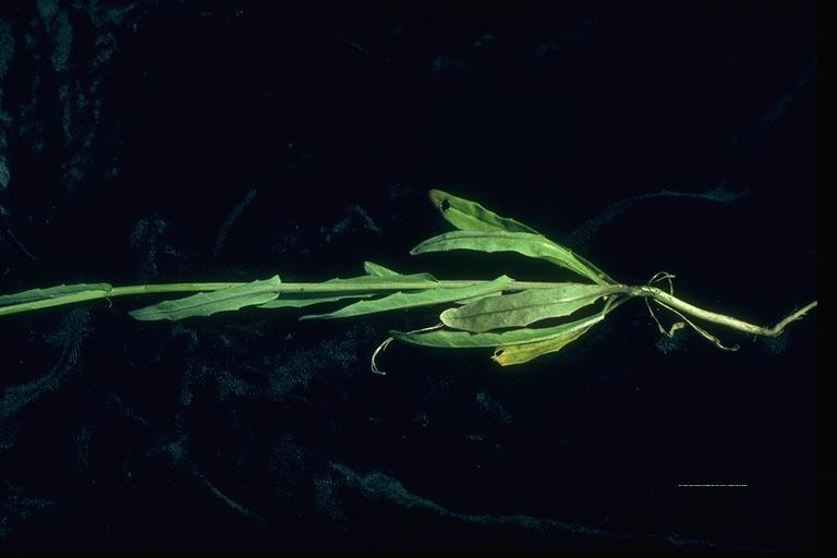 Thysanocarpus curvipes Thysanocarpus curvipes