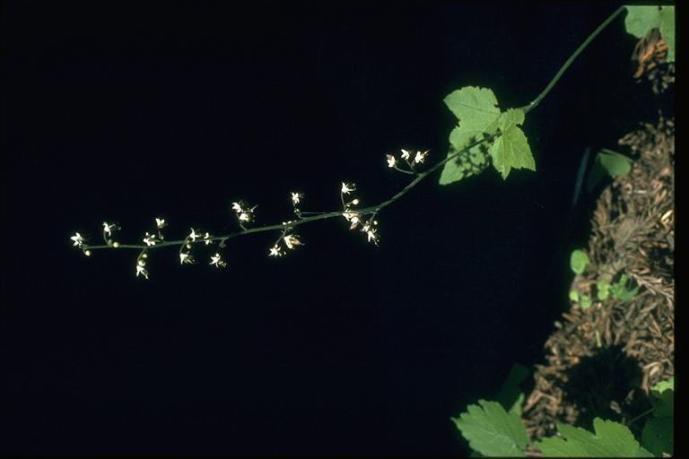 Tiarella trifoliata var. unifoliata