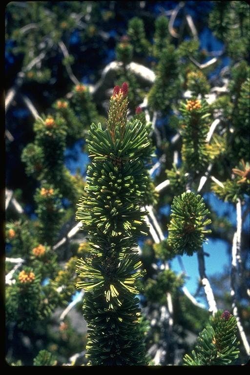 Pinus longaeva Pinus longaeva