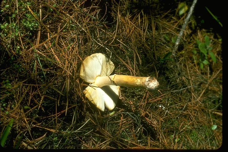 Amanita franchetii