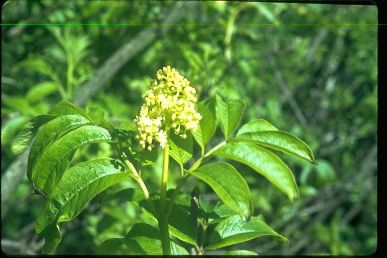 Sambucus racemosa var. racemosa