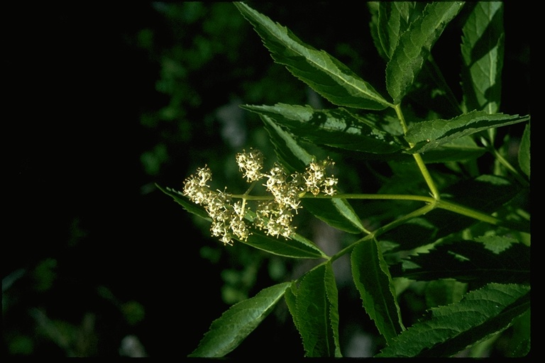 Sambucus racemosa