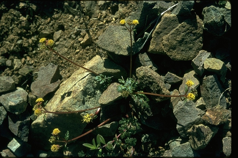 Sanicula saxatilis Sanicula saxatilis