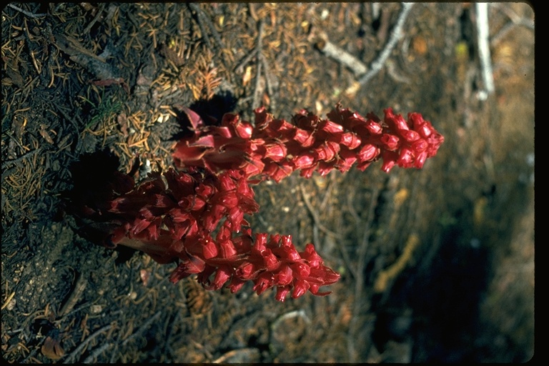 Sarcodes sanguinea Sarcodes sanguinea