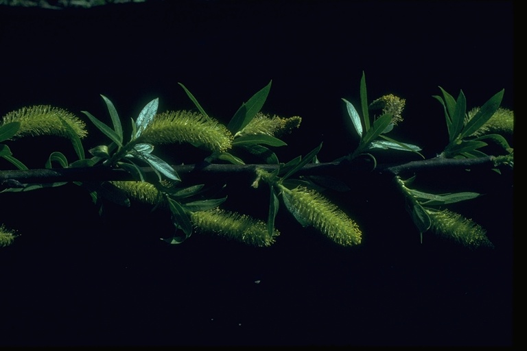 Salix laevigata