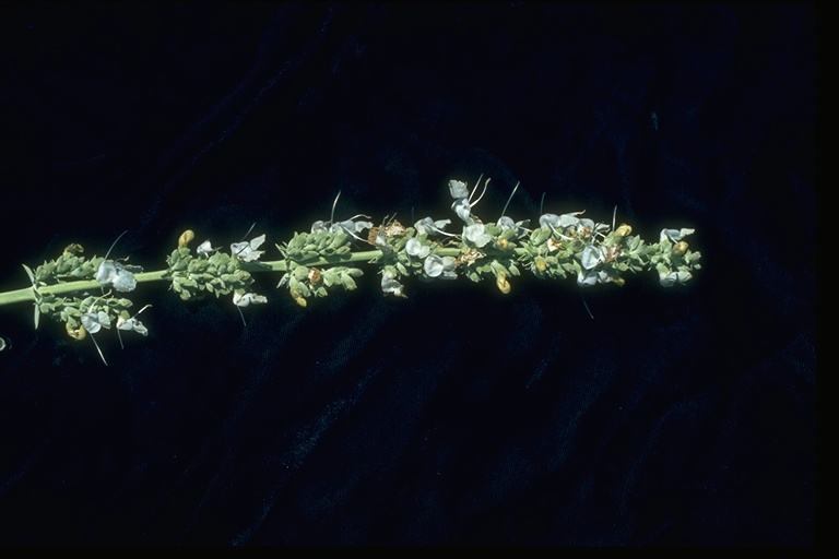 Salvia apiana