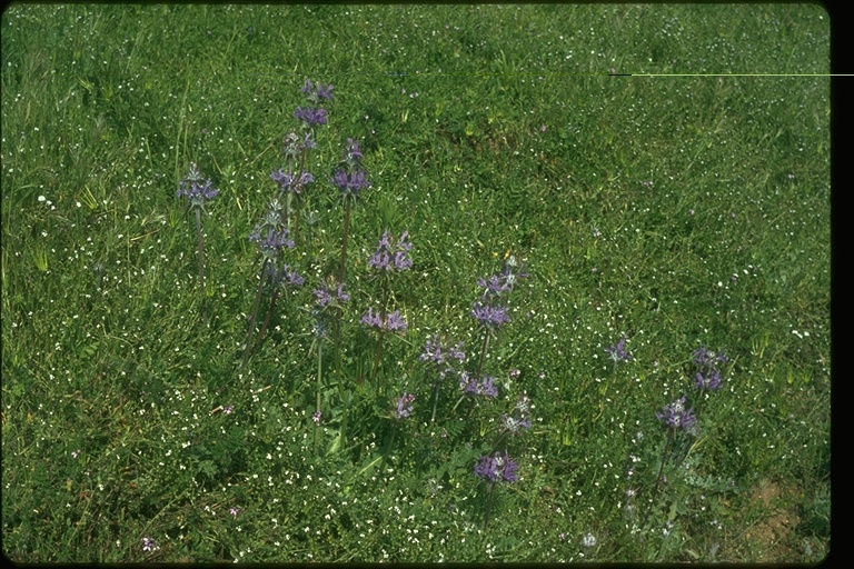 Salvia carduacea