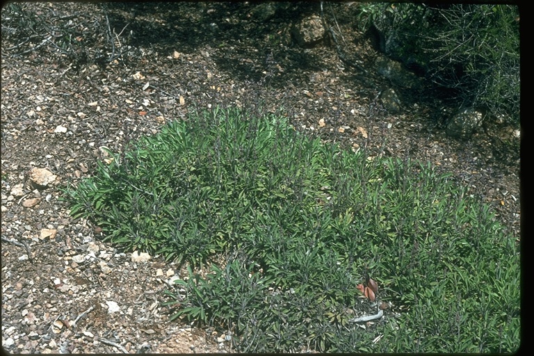 Salvia sonomensis