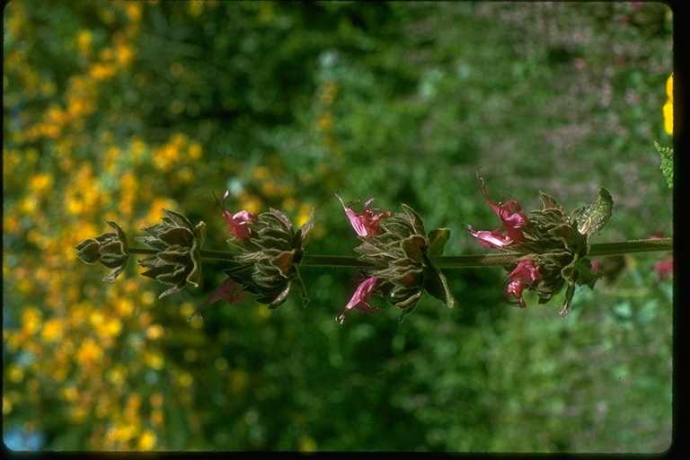 Salvia spathacea Salvia spathacea