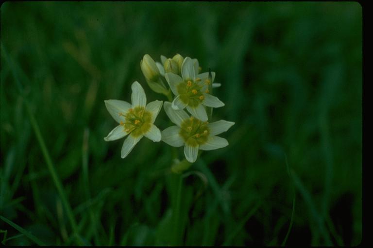 Toxicoscordion fremontii Toxicoscordion fremontii
