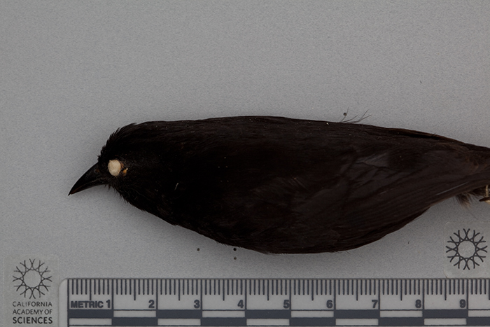 Pinaroloxias inornata Pinaroloxias inornata