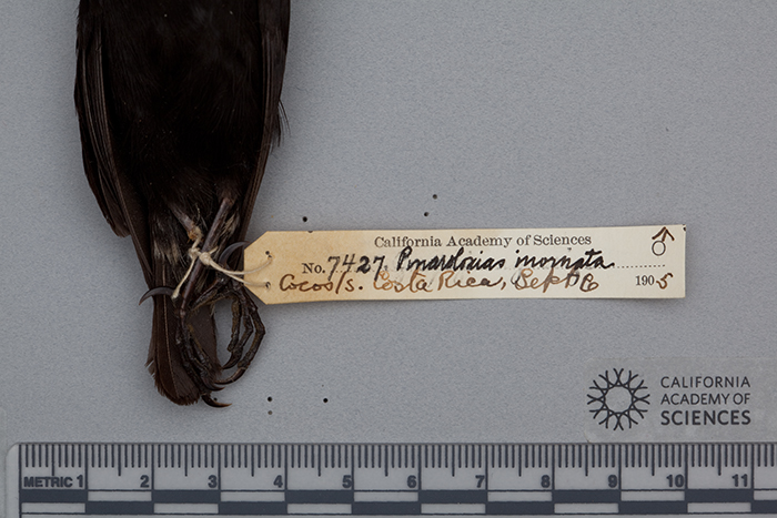 Pinaroloxias inornata Pinaroloxias inornata