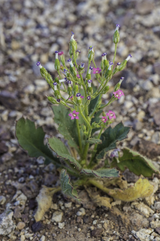 Aliciella latifolia