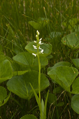 Platanthera dilatata