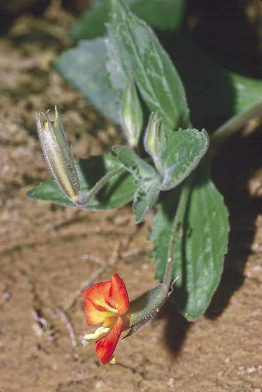 Mimulus eastwoodiae