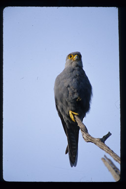 Falco ardosiacus